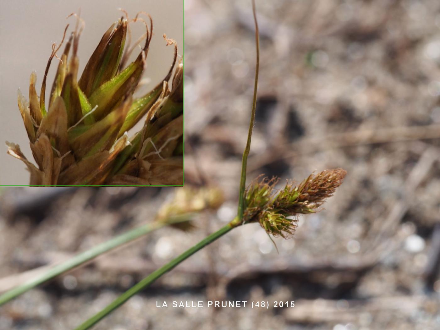 Blysmus, Broad-leaved flower